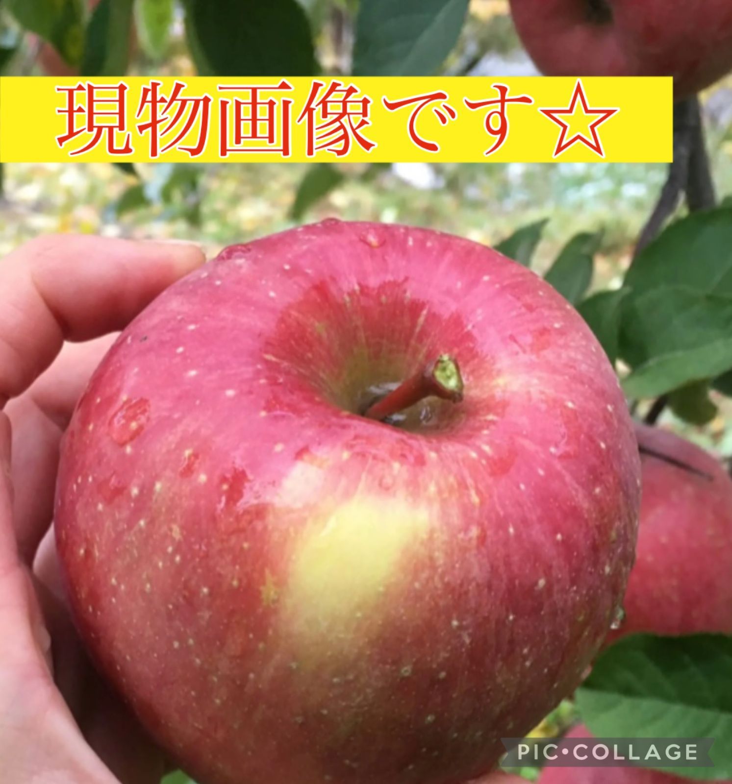 のサムネイル