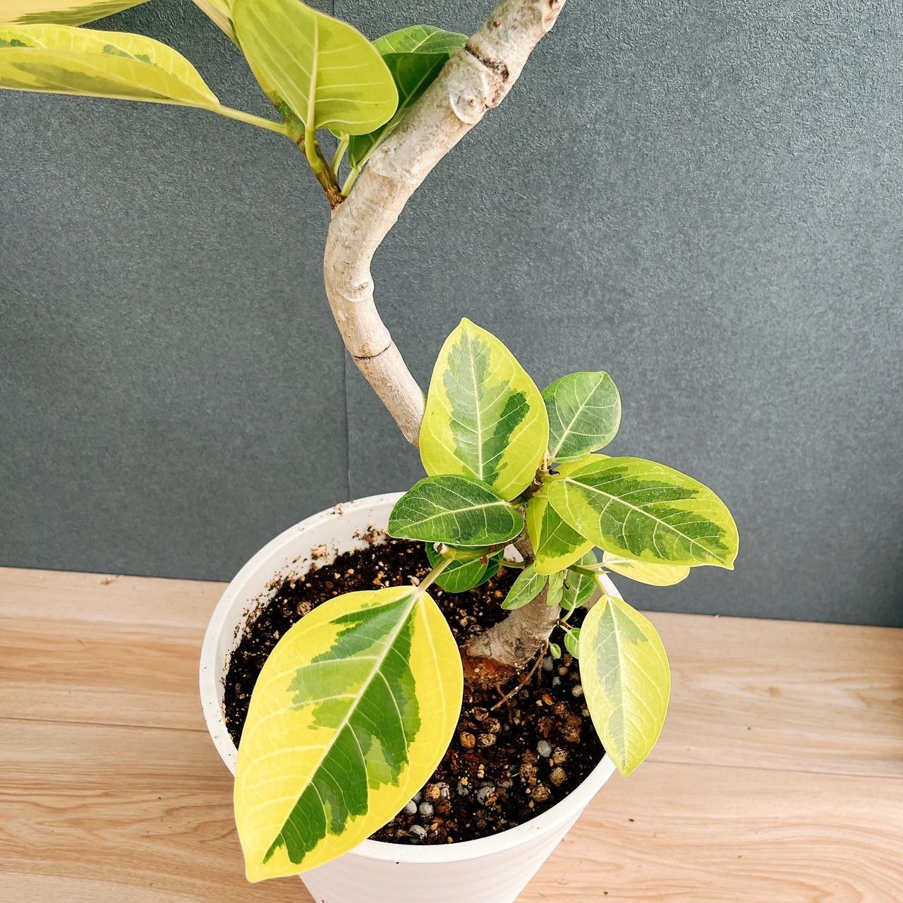 現品］3番 フィカス アルテシマ 8号 観葉植物 室内 大型 ゴムの