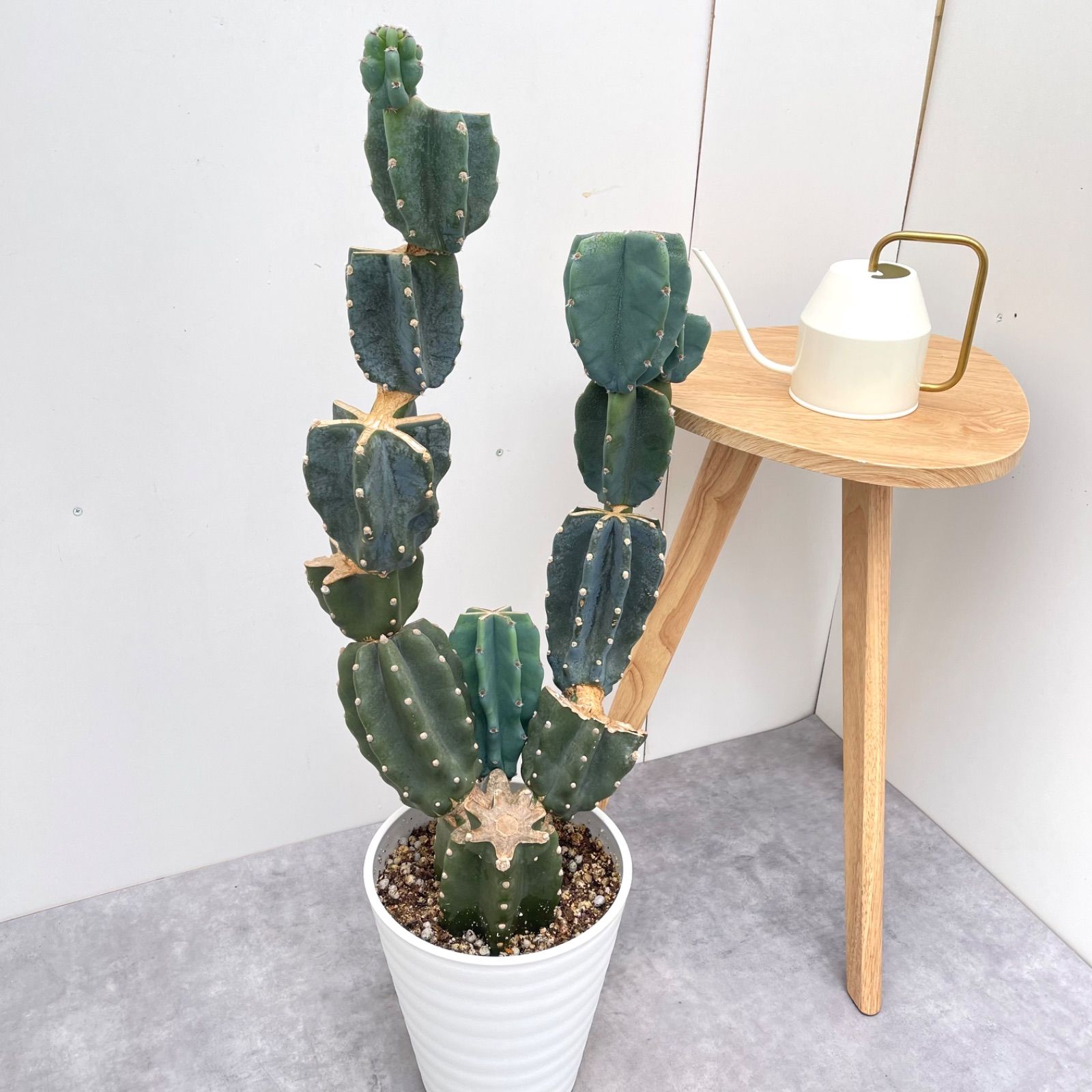 現品 観葉植物