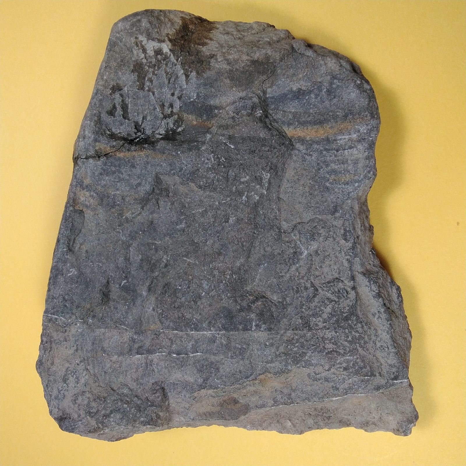 モロッコ産ウミユリ化石】 - メルカリ