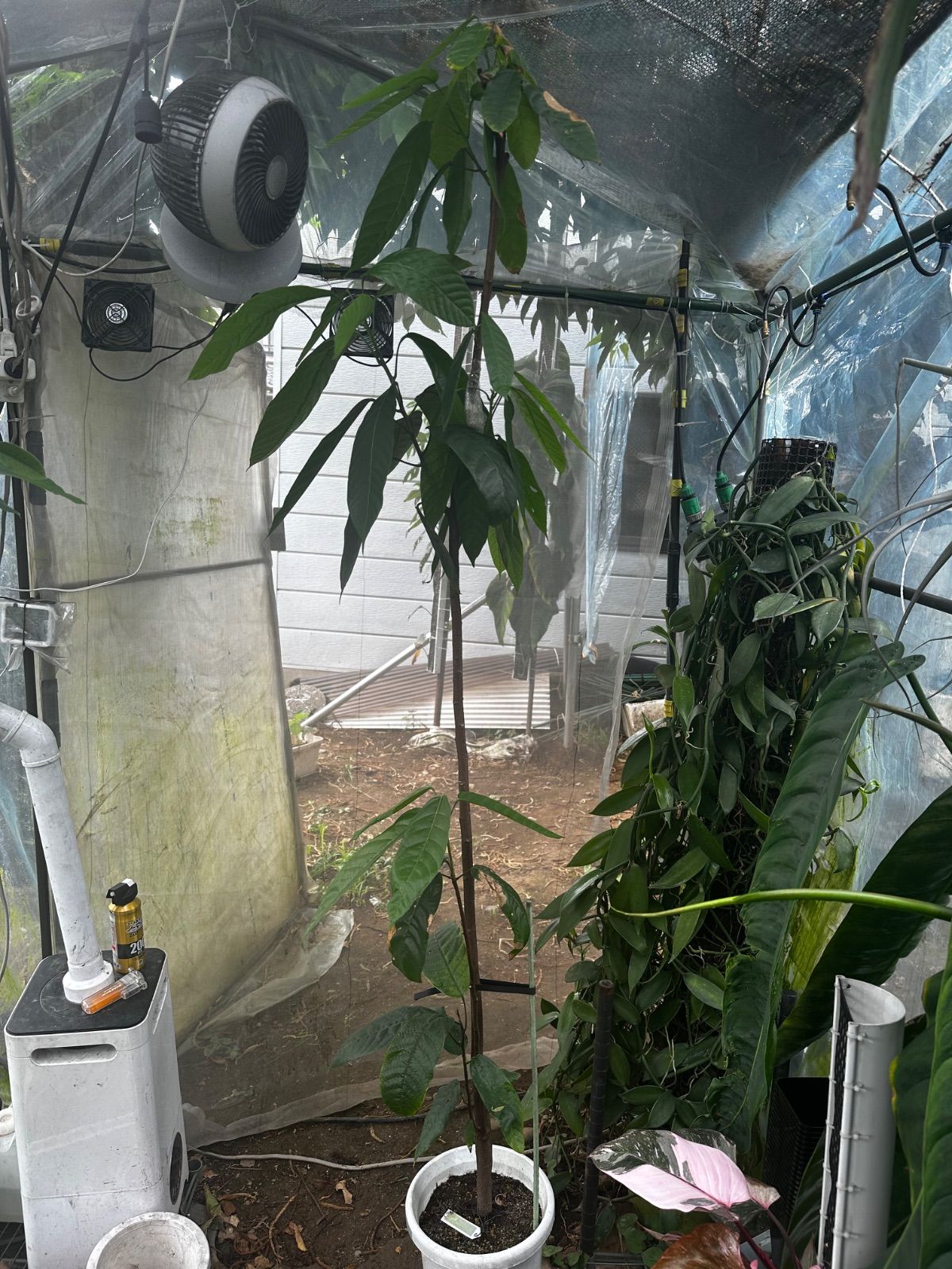 1点モノ 2mサイズ特大カカオの木 フォラステロ種 1.5mサイズ特大カカオ