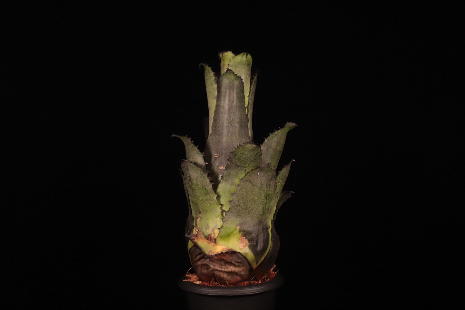 ブロメリア・エアープランツ leopoldo-horstii Double Thorn Clone