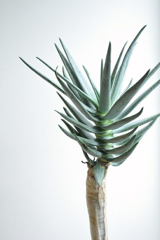 アロエ（ディコトマ） 10号 セラアート鉢 黒色 【バークチップ・プラ皿