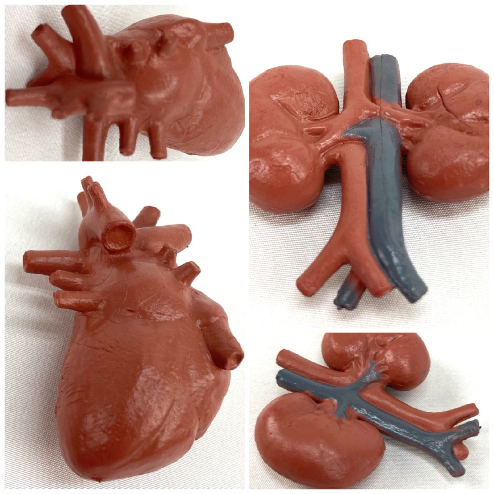 新品＊リアル ミニ臓器 8種 内蔵 人体模型 脳 心臓 脾臓 腎臓 胃 肺 大腸 小腸 ミニチュア 早期教育 ホルマリン漬け 医学 医療 研究 勉強  解剖学 手術 説明 シュミレーション 臓器マニア 持ち運び フォロー割 E601 - メルカリ