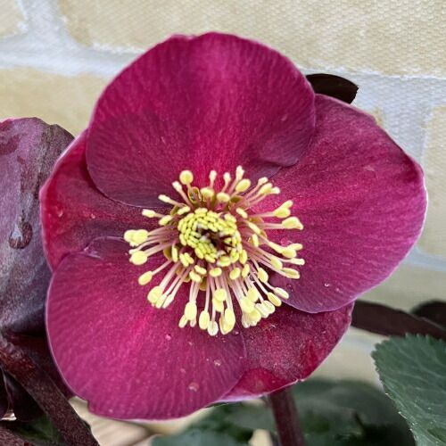 完全生産者限定品クリスマスローズ　氷の薔薇シリーズ　ブルネロ ５号鉢【開花鉢でのお届けは11月中旬～3月中旬頃まで】 4,259円