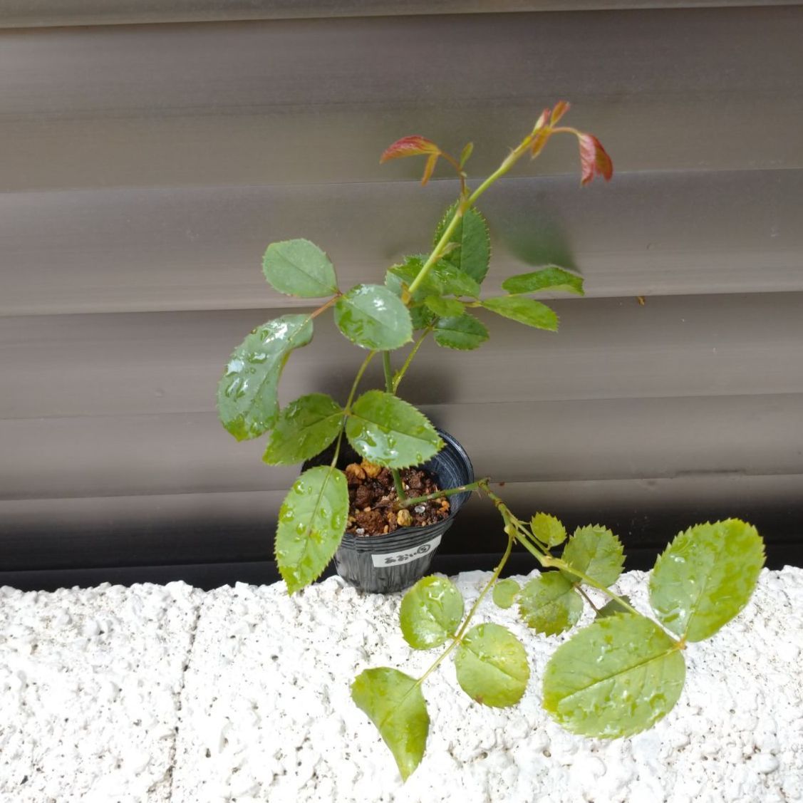 バラ苗　5苗和バラ希少　バラ挿し木 和バラ 和薔薇 挿し木 苗 ⑤ - メルカリ