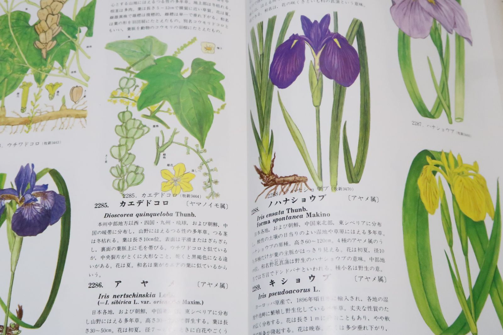 原色牧野植物大図鑑・2冊/牧野富太郎/日本の植物の原色図と