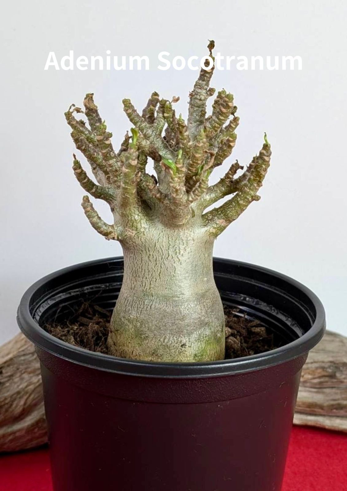 塊根植物 コーデックス アデニウム ソコトラナム 砂漠のバラ Adenium Socotranum X-83 - メルカリ