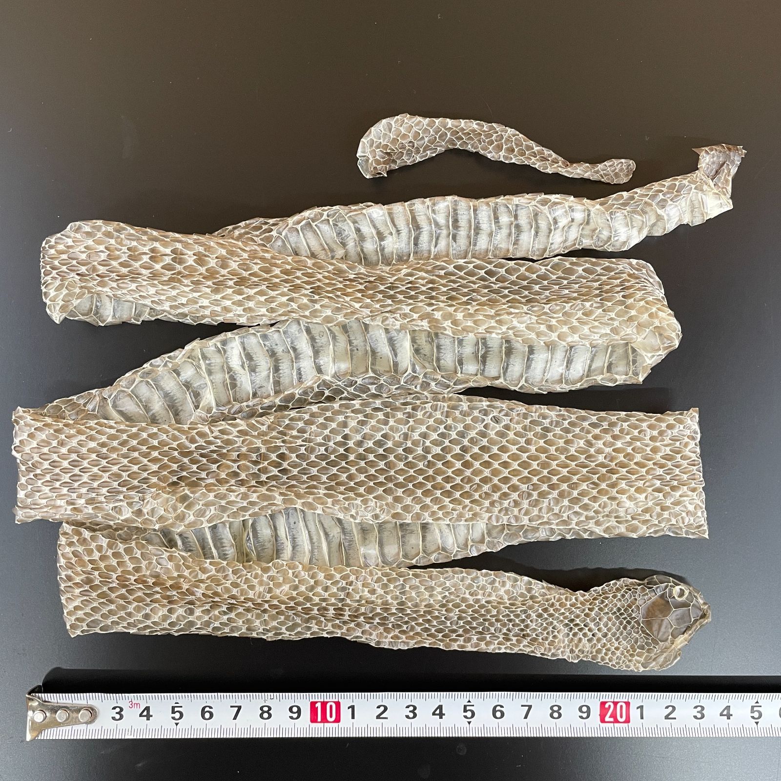 蛇の抜け殻 約150cm ヘビの抜け殻 - メルカリ