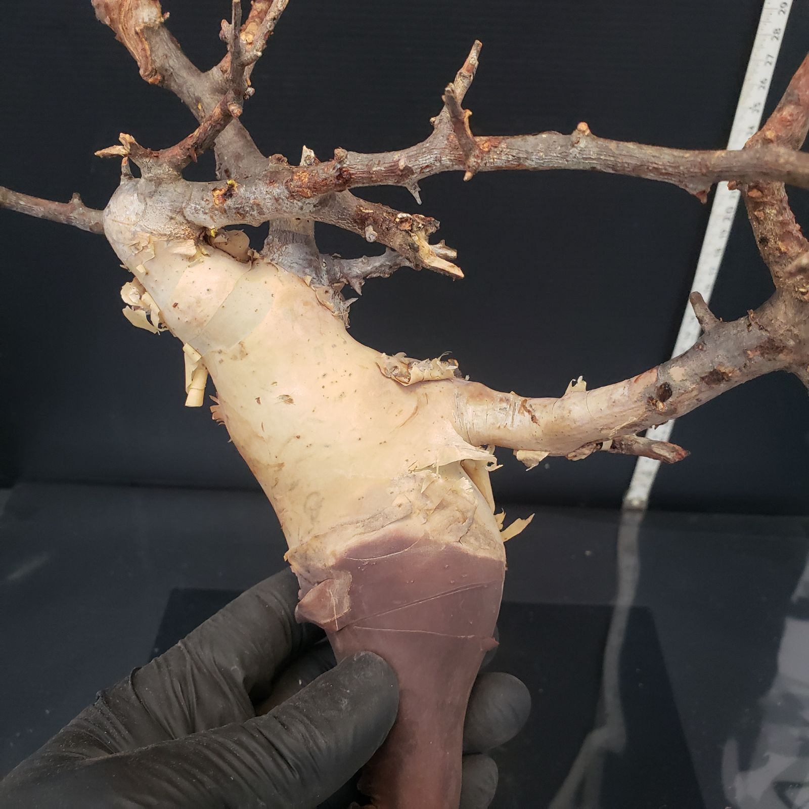 Z434 最新到着 Commiphora カタフピュア 現地球 抜き苗 灌木系 塊根植物 コミュフォラ カタフピュア YUZUMIYA_COM