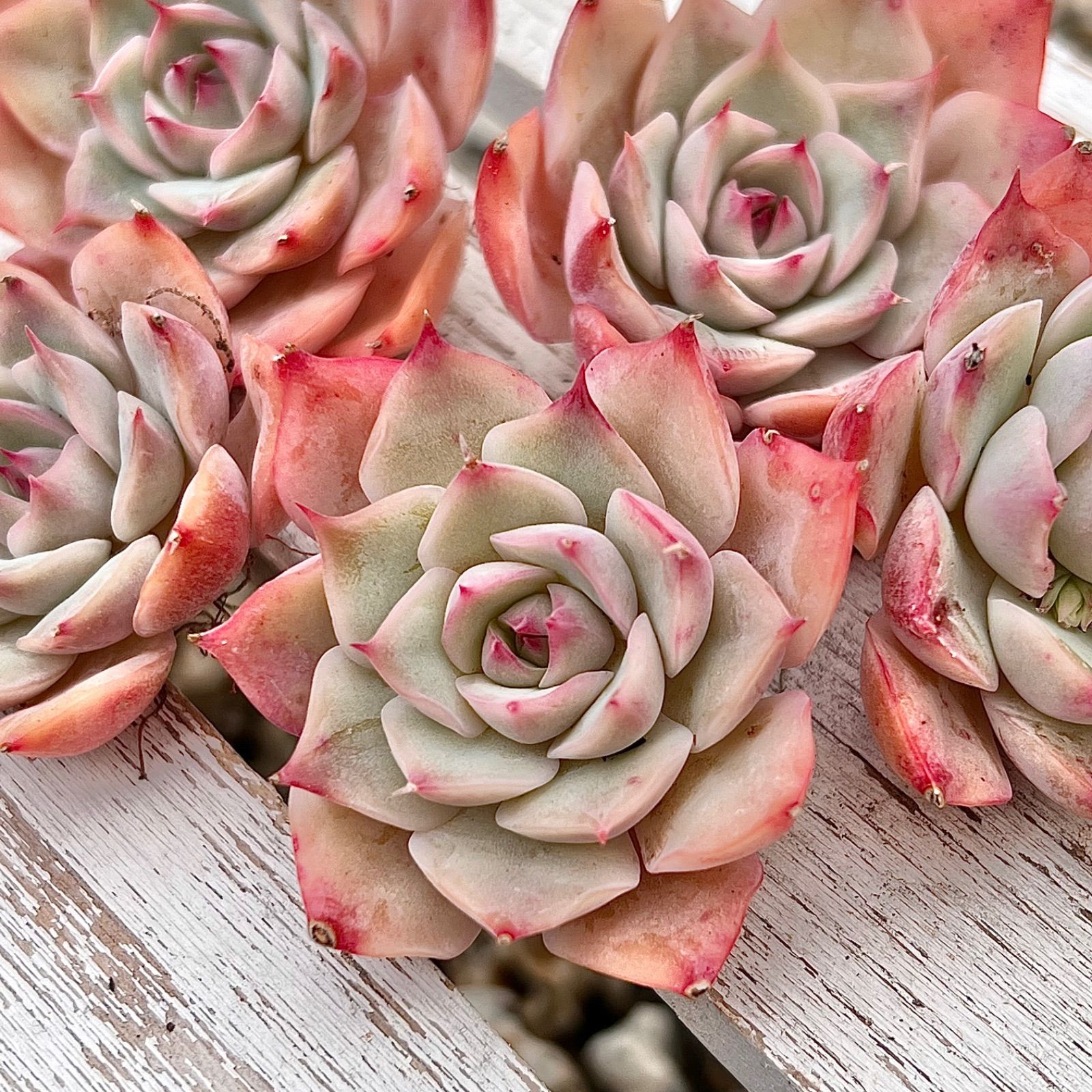 多肉植物 ピンクチップス 韓国苗 1苗 - メルカリ