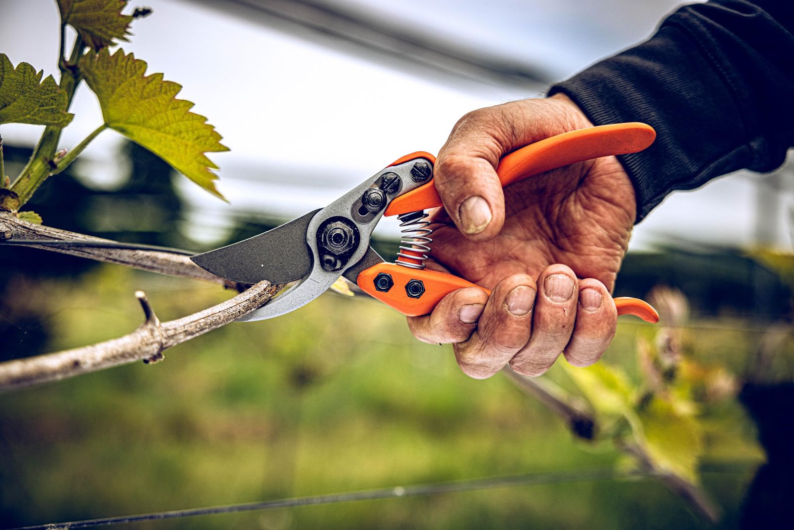 ライオン 剪定鋏