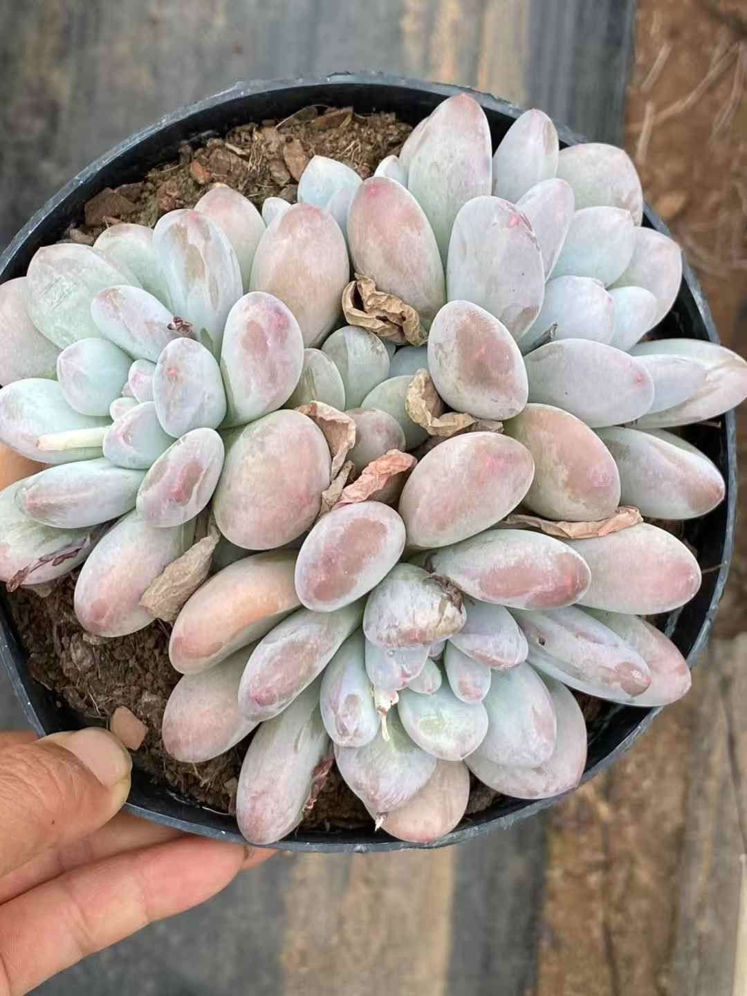 多肉植物 韓国苗❤️ エボニ—❤️ 1頭5cm実生拔キ苗！