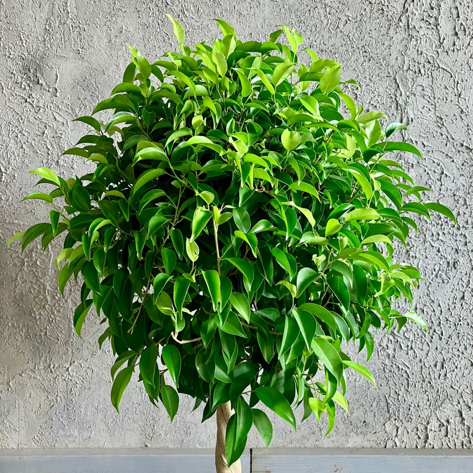 割引 【厳選された植物と鉢】ねじり仕立て フィカス ベンジャミン 8号