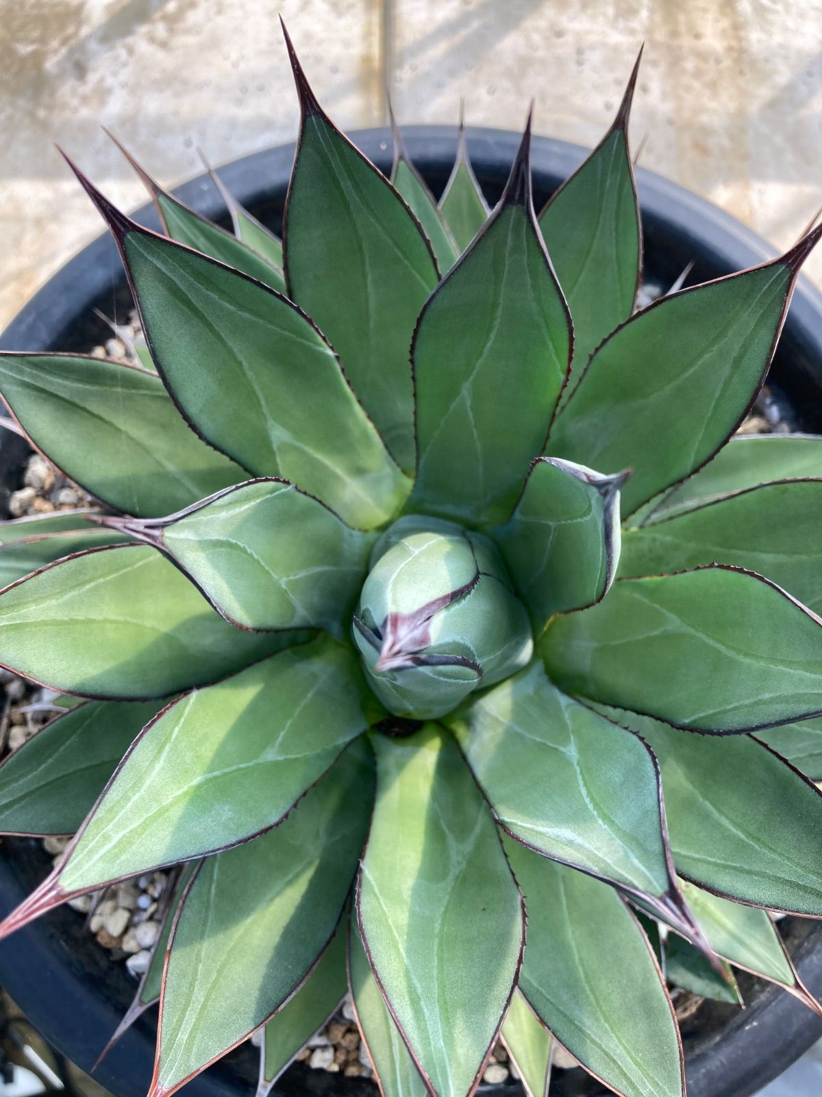 アガベ 笹の雪 ヴィクトリアレジーナ 6号 アガベ ビクトリアレジーナ