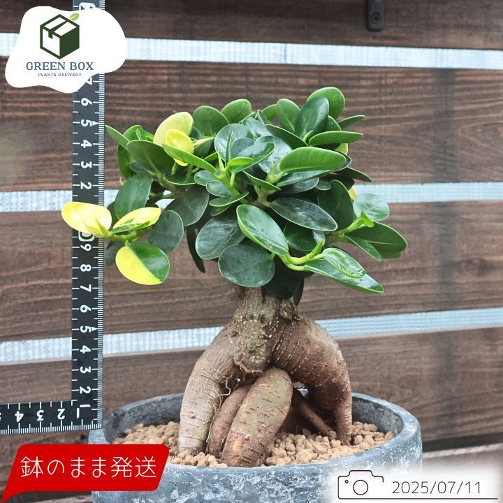 パンダガジュマル 斑入り 接木苗 パンダガジュマル 斑入り 接木苗 - メルカリ