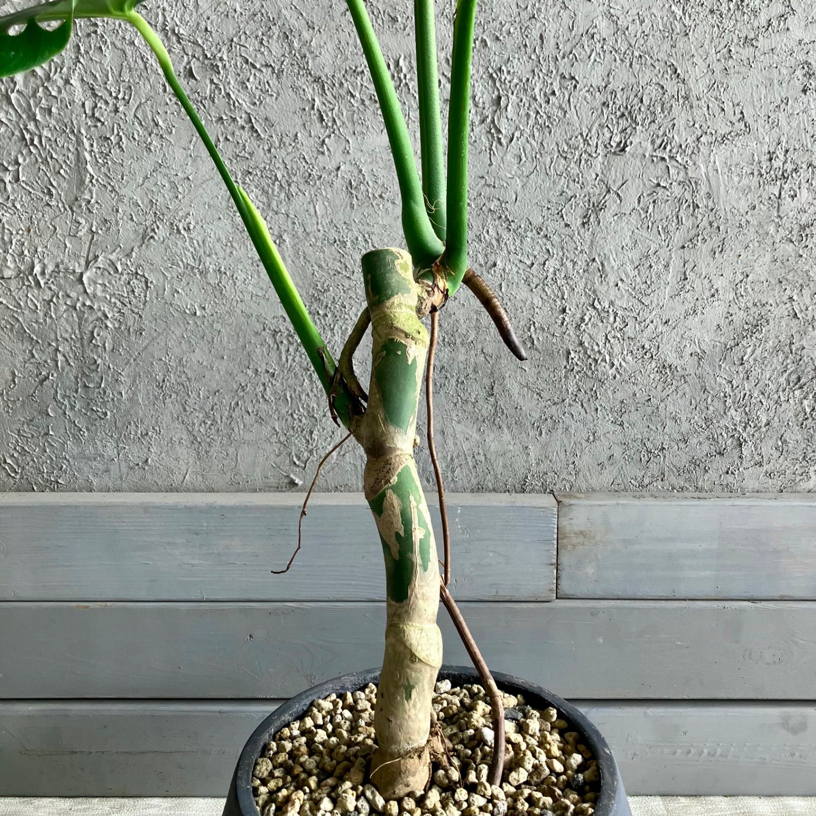 テラコッタ性鉢植え