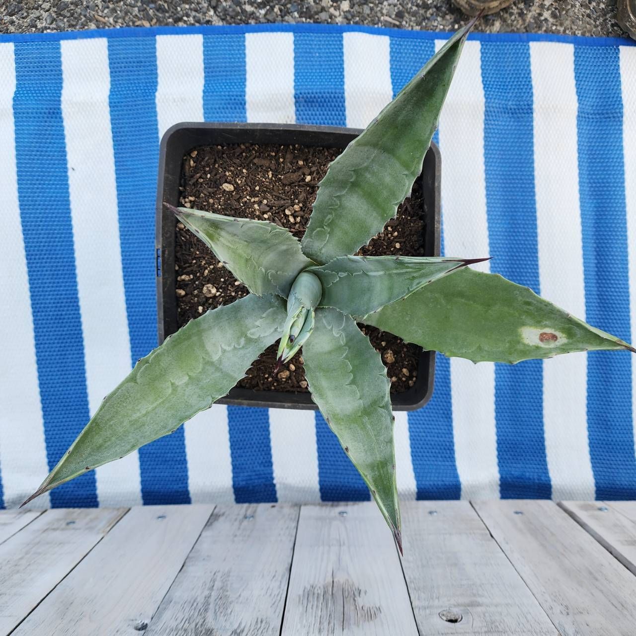 さーやん様専用 アガベ アメリカーナ 【公式通販】