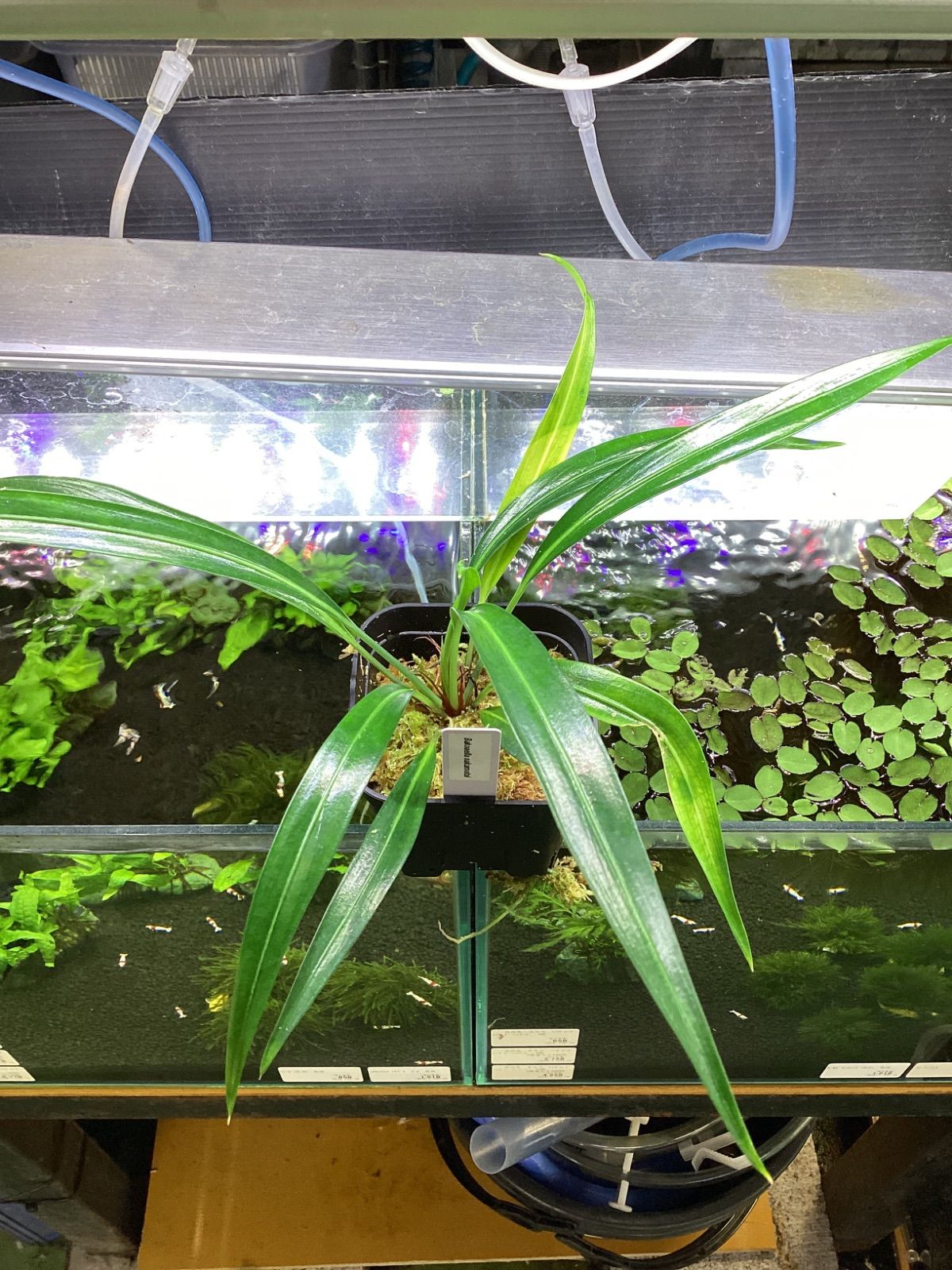 ［現品］5番　エバーフレッシュ　曲がり　8号　観葉植物　室内　大型　おしゃれ saisyokukenbi_rg130001