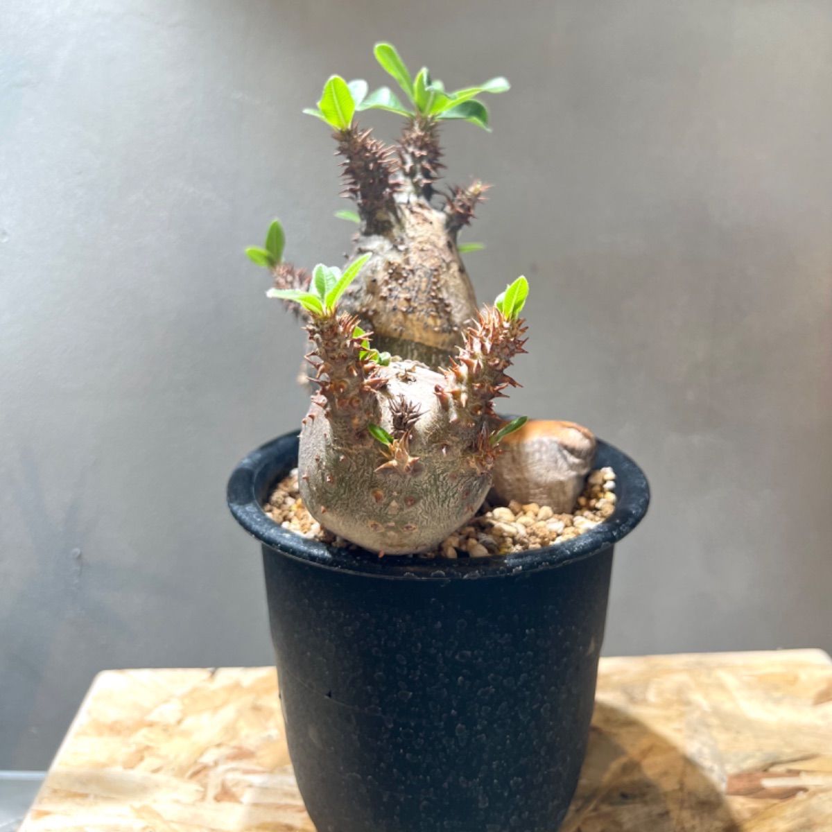 マーサー ダークブラウン ハニーブラウン アッシュブラウン 計3本