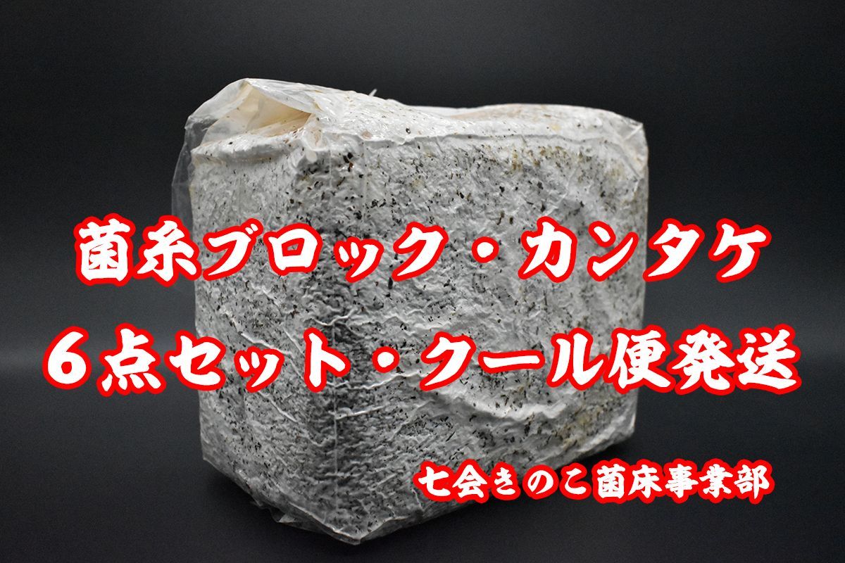 カンタケ菌糸ブロック　6点　クール便発送