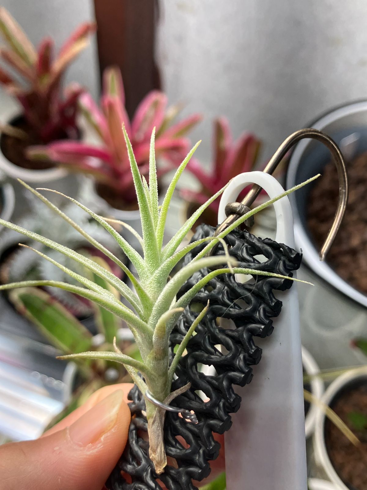 チランジア プルプレア Tillandsia purpurea　キンクマ農園☆T0014