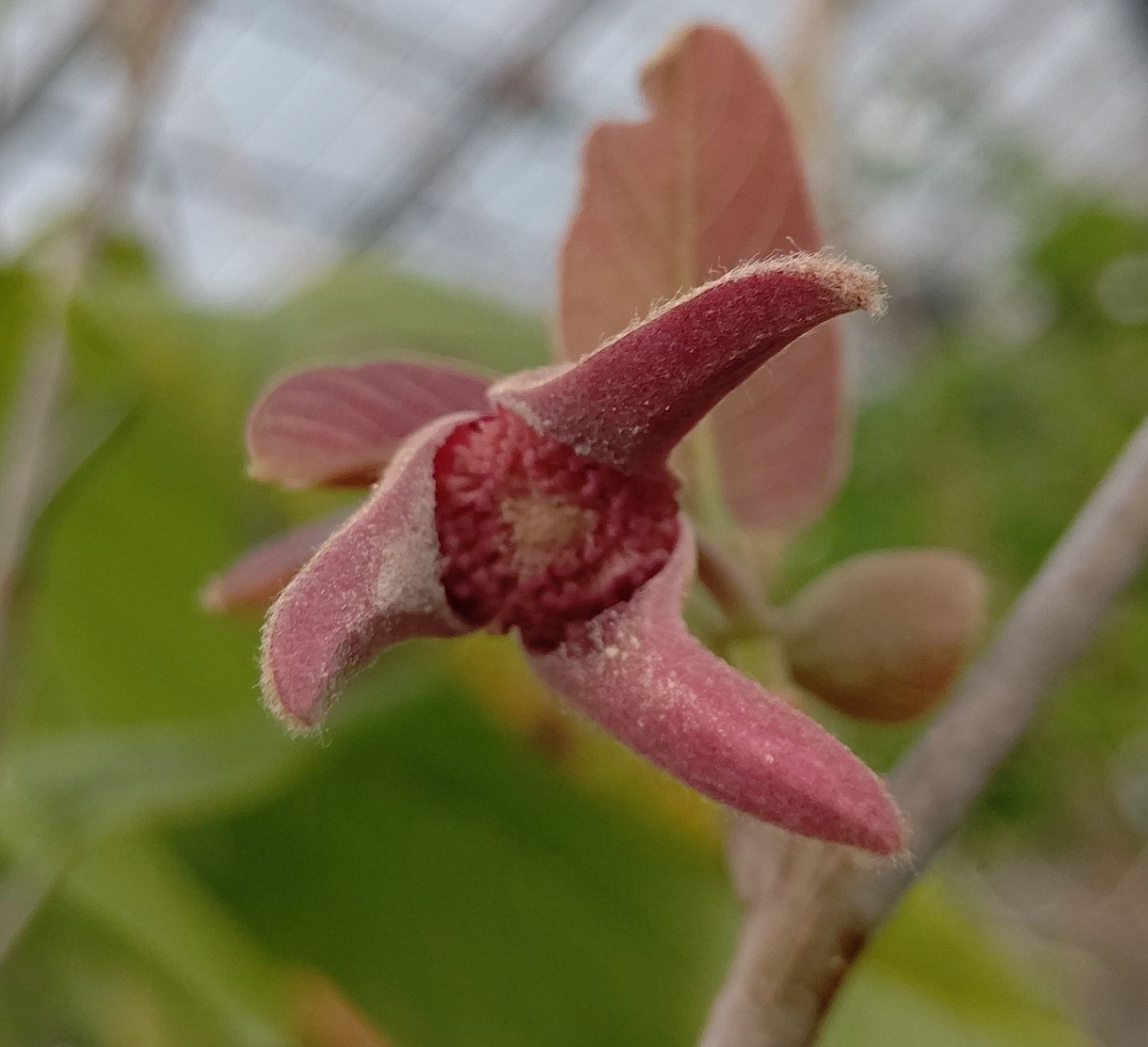 期間限定 レア熱帯果樹 Annona macroprophyllata 種子5個 - メルカリ