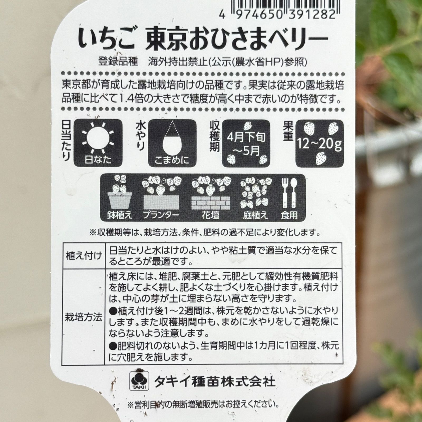 いちご苗】東京おひさまベリー（PVP) 3号ラベル苗 - メルカリ