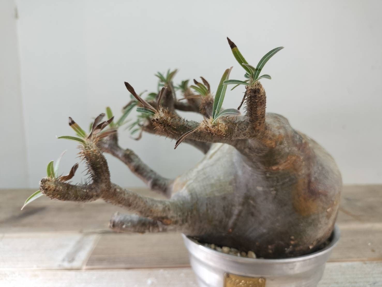 パキポディウム グラキリス 【m&m鉢】【発根済】 パキポディウム