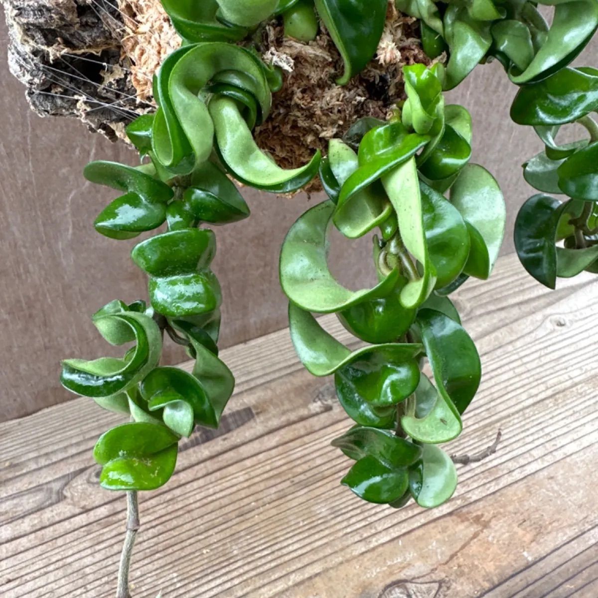 ホヤ カルノーサ コンパクタ コルク付け Hoya carnosa compacta