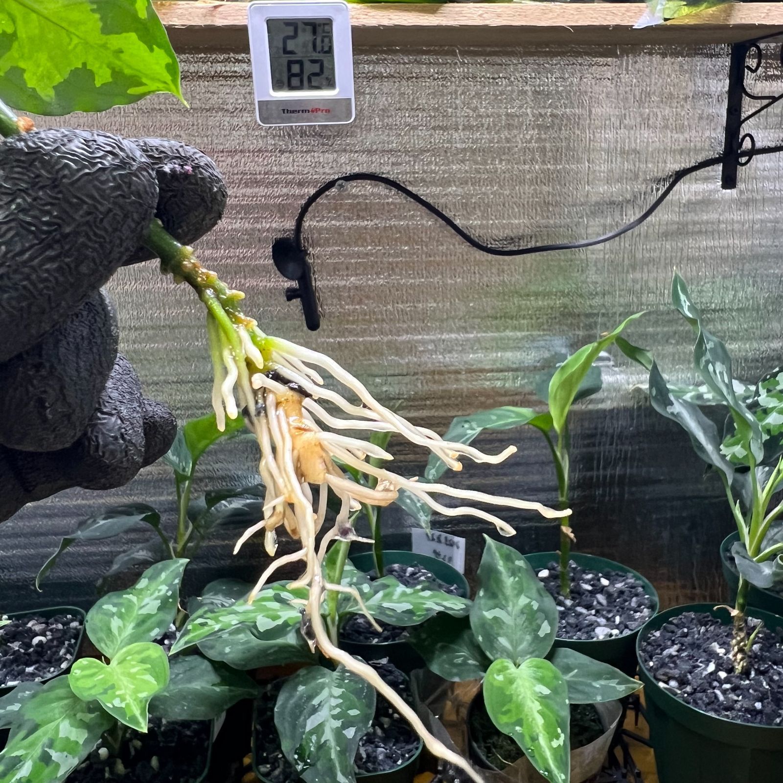 アグラオネマピクタム マルチカラー① アグラオネマピクタム ディープ