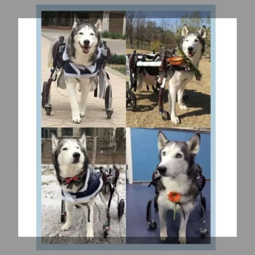 L黒の4輪 ペット用品 Zxyler 犬用車いす｜小型大型犬 4