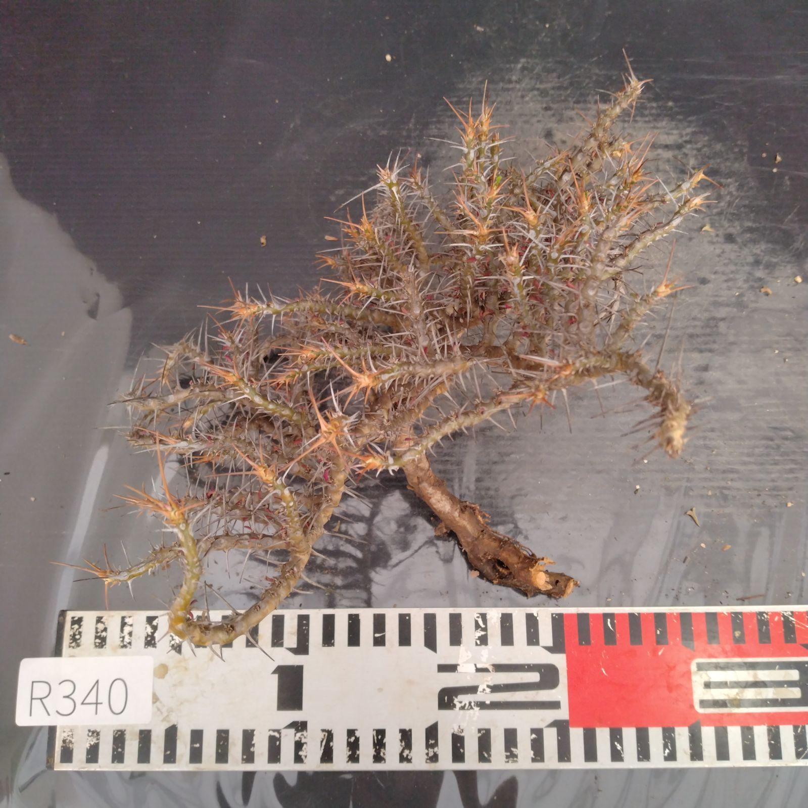 希少STAUB リリー シグネチャー ココット 24cm グレー Wa-NABE