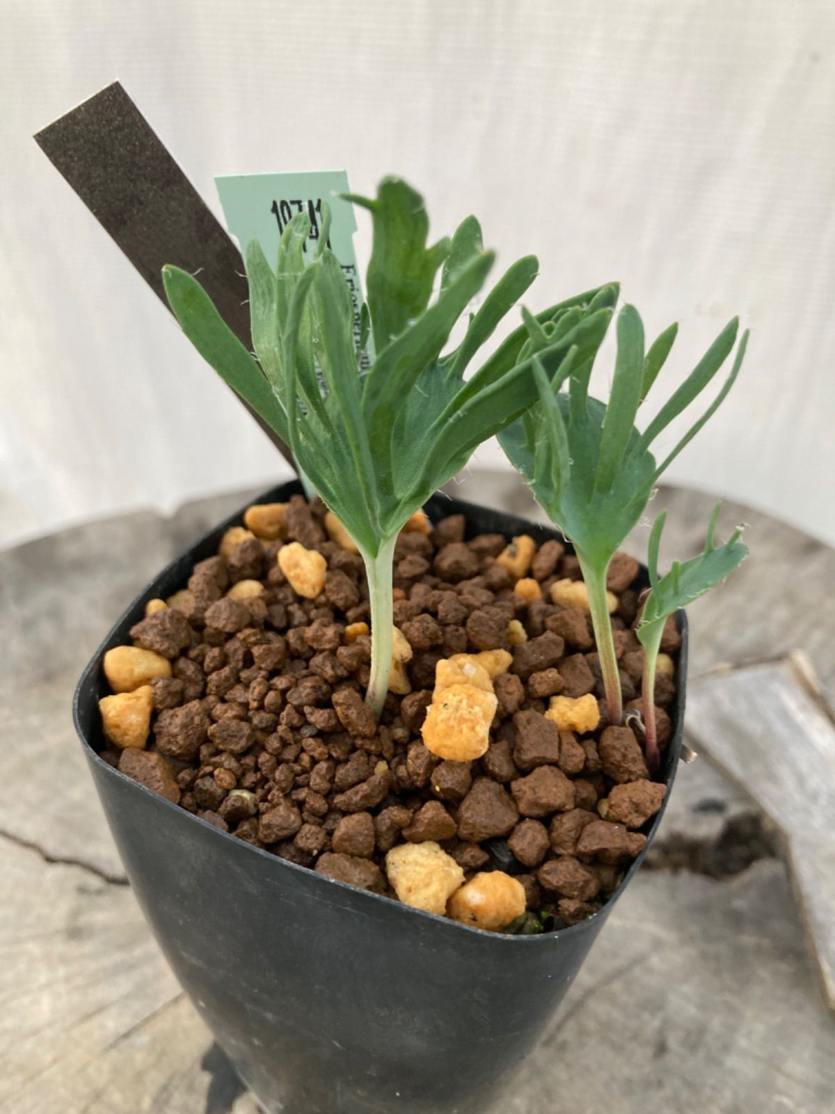 エコキュート 貯水 タンク キャンプ 防災 370L 広島県西部