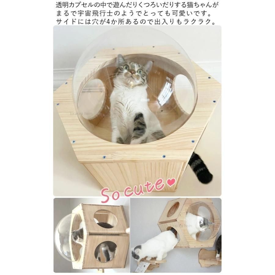キャットウォーク