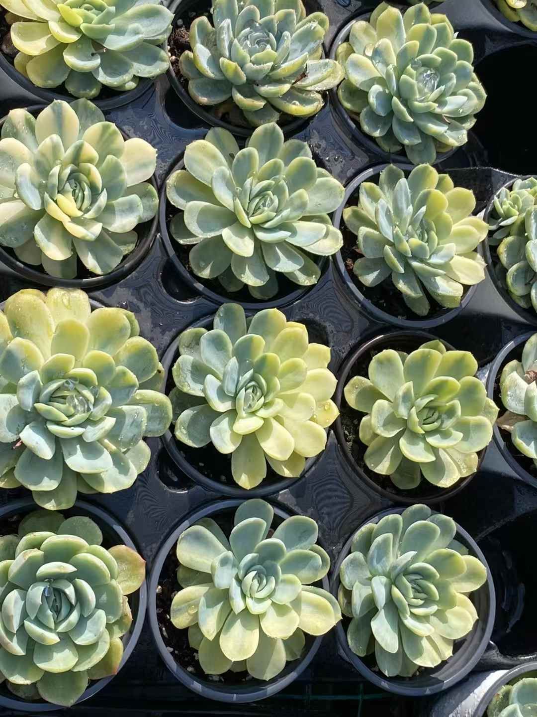 抜き苗 ベリー錦 MY90×18株 ふっくら 多肉植物 エケベリア サボテン 韓国苗 新入荷