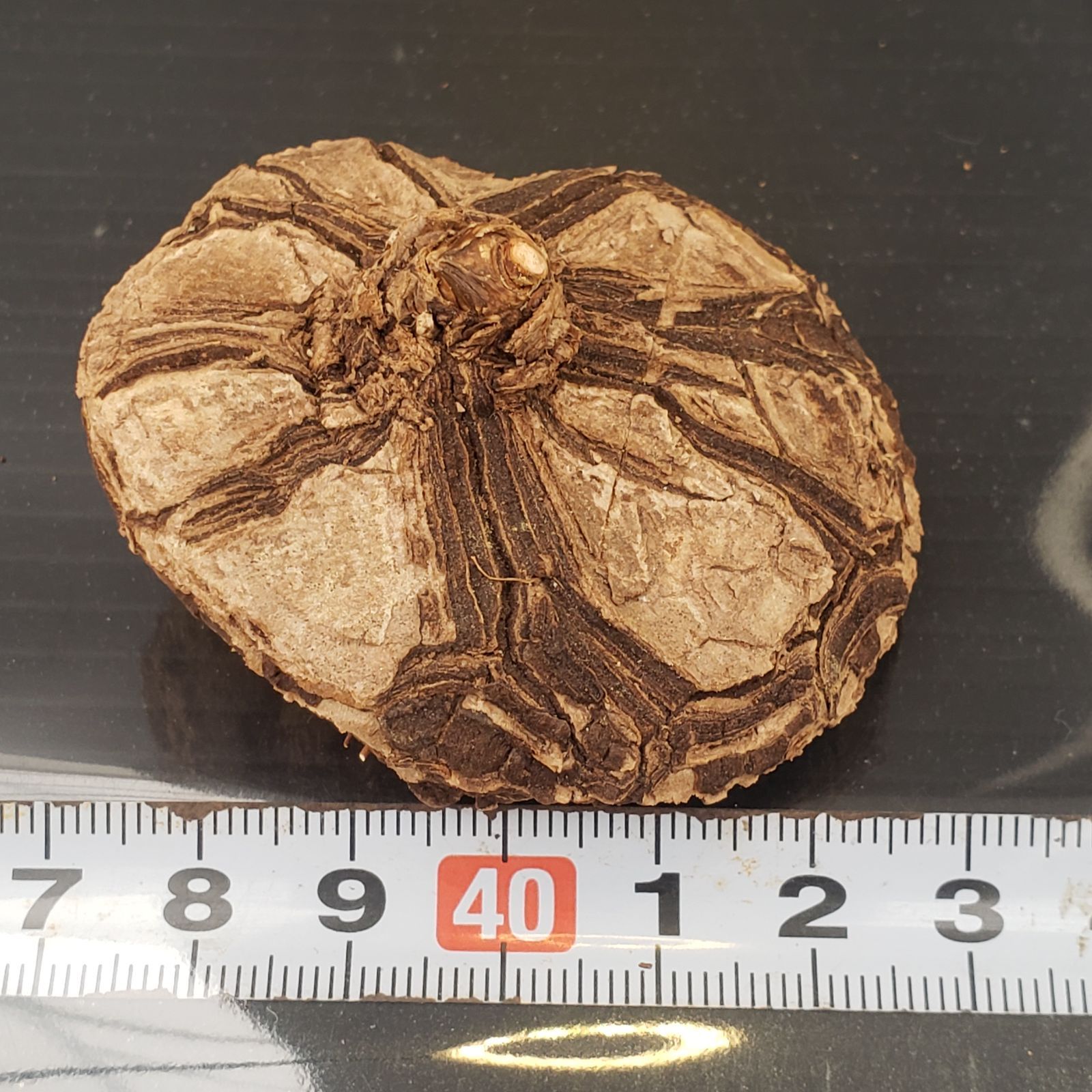 ☆*☆様 メキシコ亀甲竜（SBラベル）　塊根植物　珍奇植物　ディオスコレア・メキ ☆*☆様 メキシコ亀甲竜（SBラベル） 塊根植物 珍奇植物