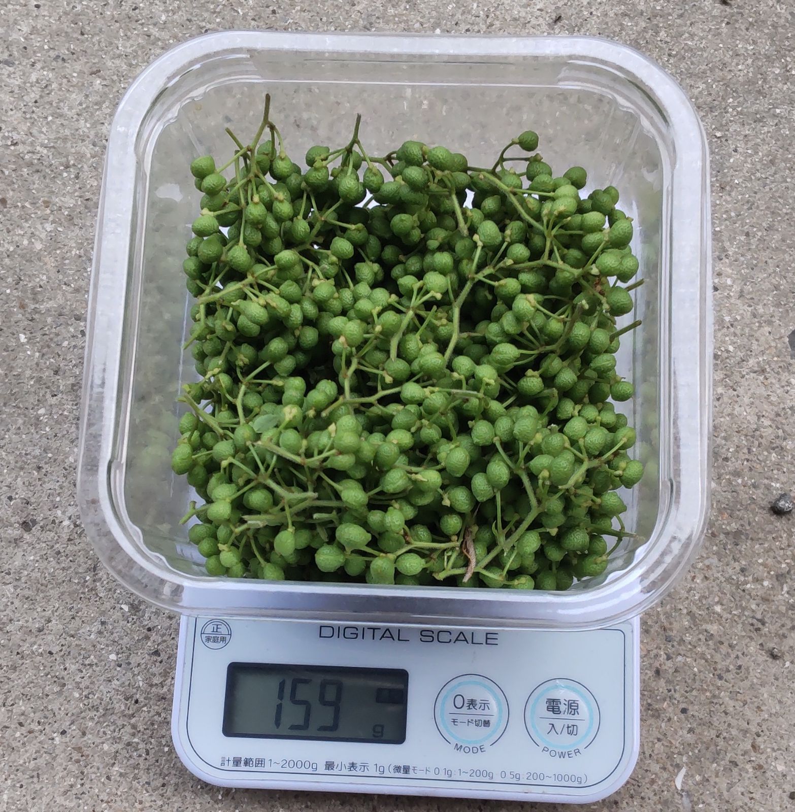 無農薬 山椒の実 100g程 真新しく