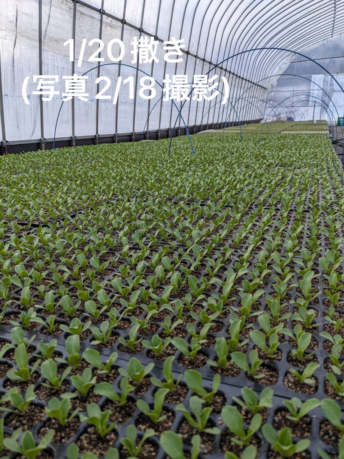 200穴セルトレイ×1 無農薬