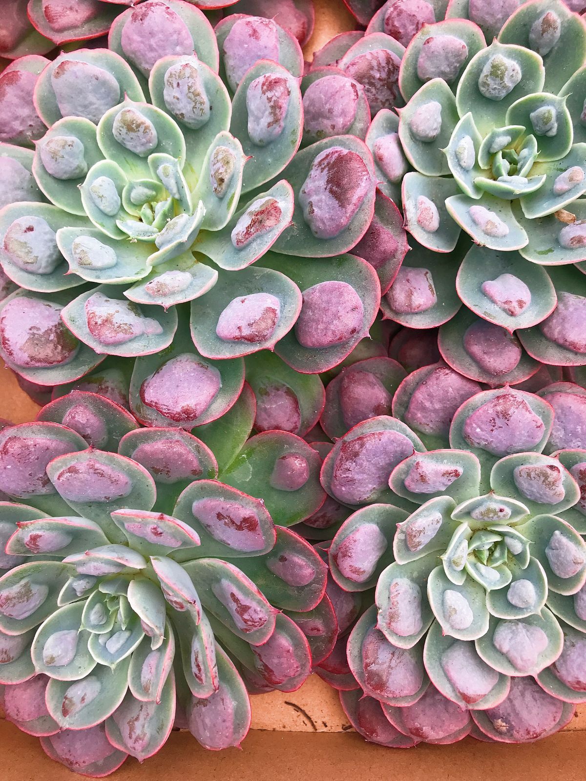 新入荷 雨のしずく A368-2*38苗 多肉植物 カット苗 エケベリア レア種