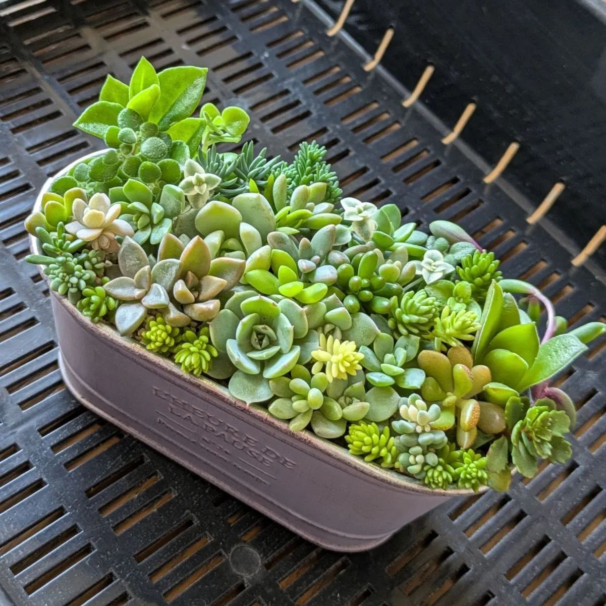 80-3　最終出品　【おまかせ】　多肉植物　カット苗　80個以上　60サイズ発送 楽天市場】【期間限定！P10倍＆MAX10％OFFクーポン】多肉植物