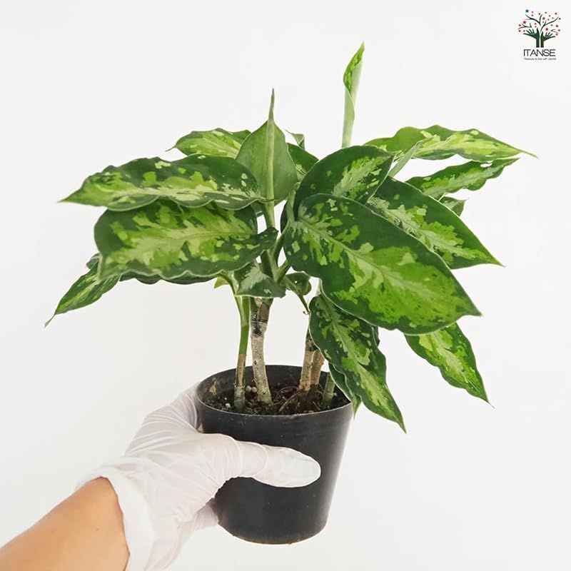 ＩＴＡＮＳＥ アグラオネマ ピクタム トリ 3号 1個売り 観葉植物 学名 Aglaonema pictum tricolor サトイモ科 葉に現れる3色の迷彩模様が美しい品種 濃い緑 薄い緑 白や銀色などがモザイク状に混ざり合い自然が生み出し WWW_GEBZETESISAT_COM_TR