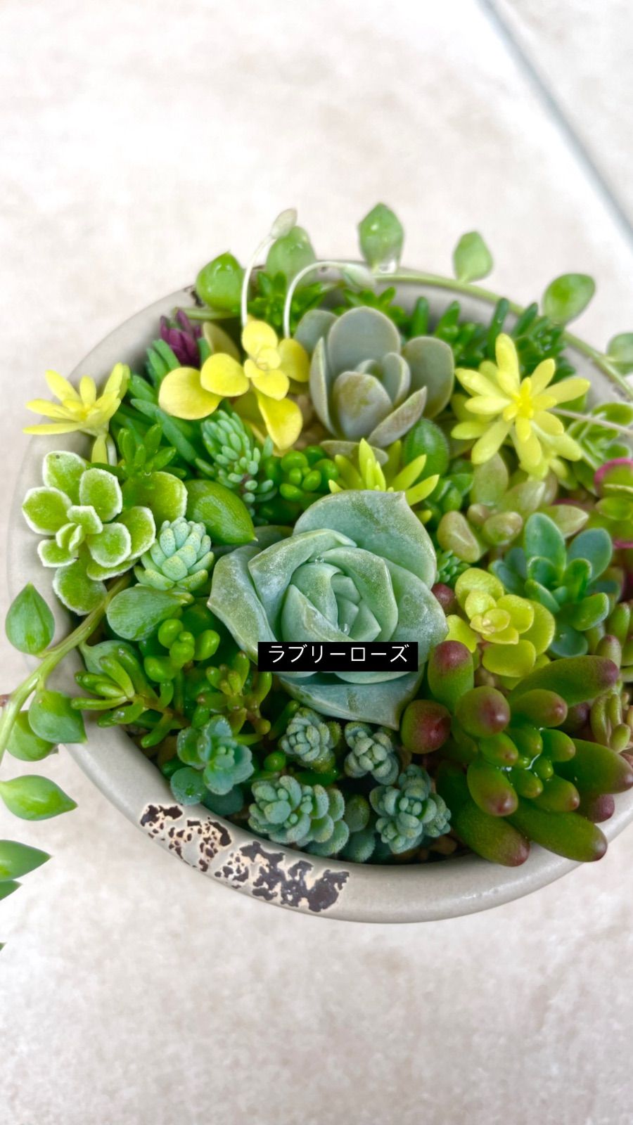 ラブリーローズ♡よくばりセダム20種♡寄せ植え♡レアセダム入り♡多肉植物♡グリーンネックレス - メルカリ