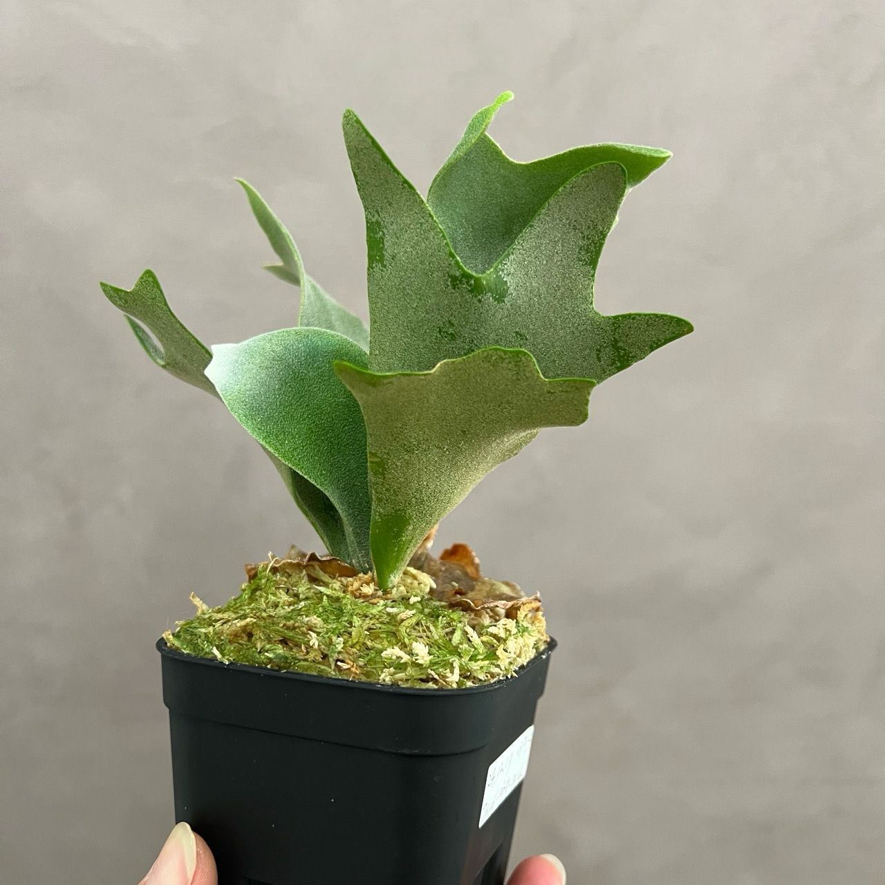 ビカクシダ　P.willinckii Fries P. Willinckii Zero【artPLANTs/PLANTS GARAGE】 ビカクシダ