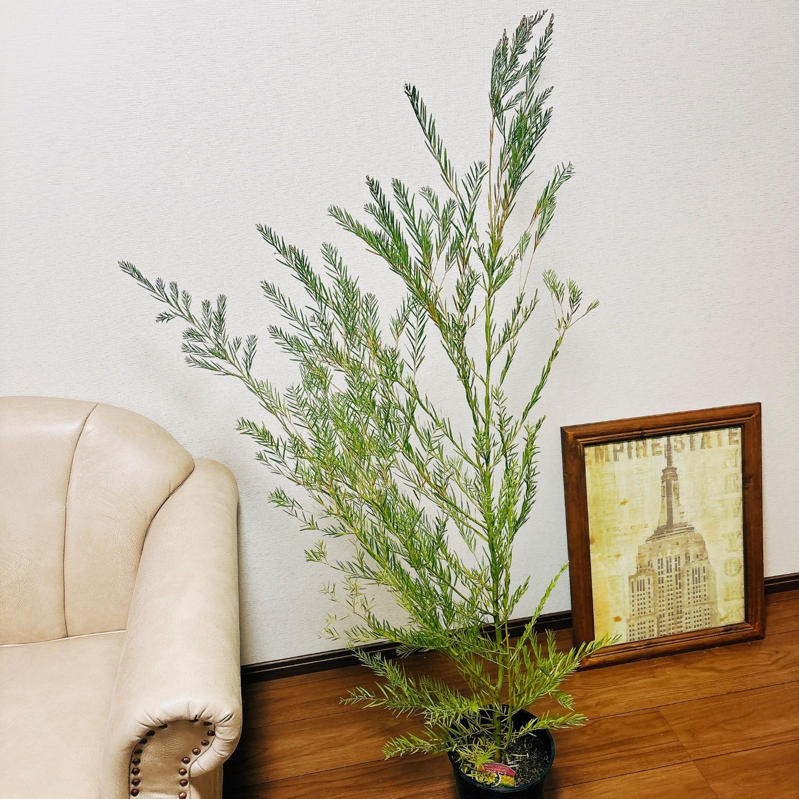 現品］2番 アカシア テレサ 8号 観葉植物 大型 屋外 ミモザ おしゃれ ドライフラワー ブリスベーンアカシア - メルカリ