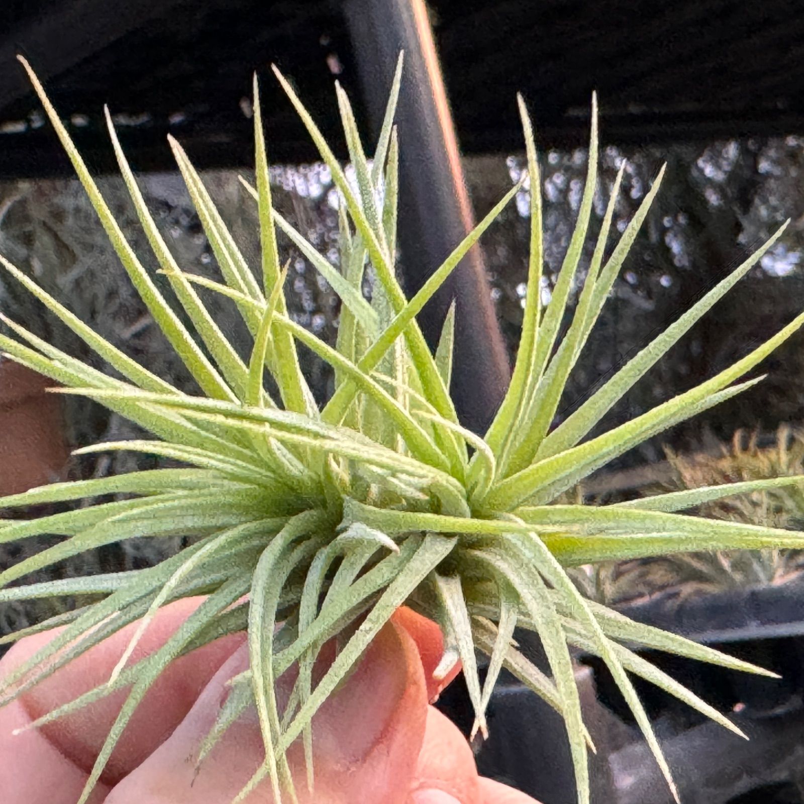 2頭＊チランジア イオナンタ ファットボーイ Tillandsia