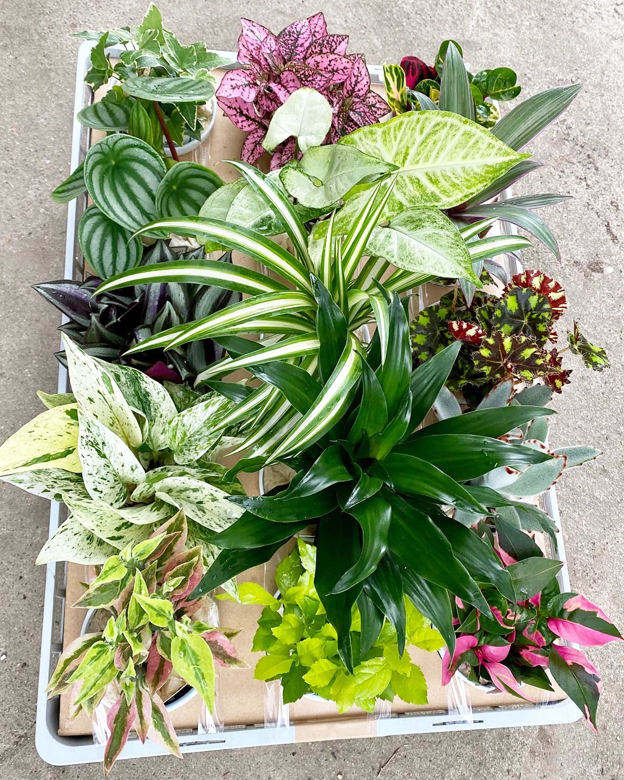 ワイルドコロラータhyb | RuPo 多肉植物専門店 多肉植物 コロラータHby