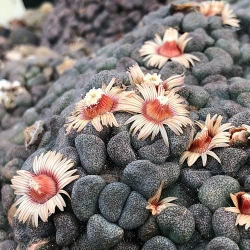 アロイノプシス