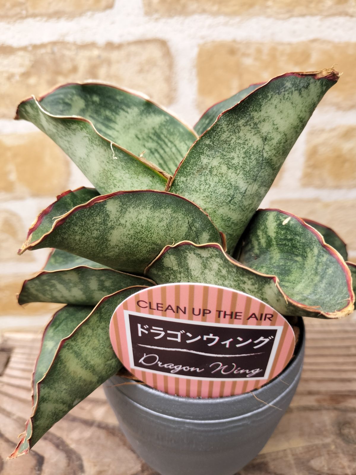 斑入り サンセベリア ドラゴンウィング サンスベリア n*u様