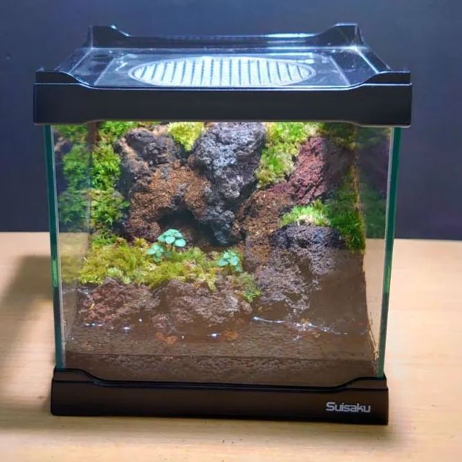 苔テラリウム 【No.7】コケリウム イモリウム 溶岩石 - メルカリ